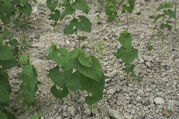 Aristolochia clemantitis