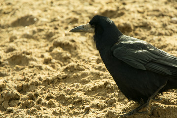Rook walking around in the sand