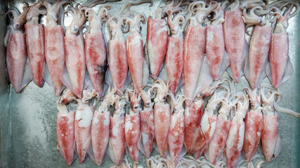 squid