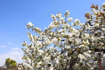 造幣局の桜の通り抜け
