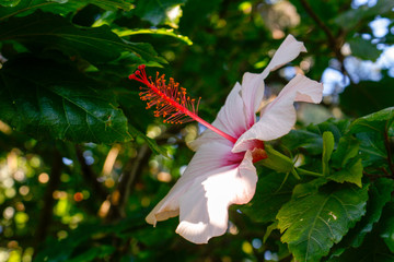 red and white flower