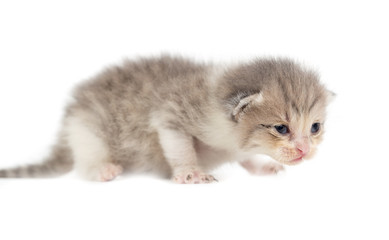 Obraz premium Newborn kitten on white background