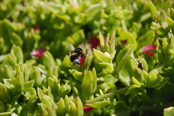 Ragni e insetti di Sardegna