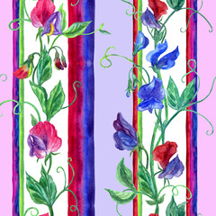 Seamless watercolor pattern of sweet pea and colorful stripes on a white background.