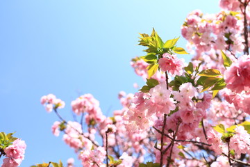 造幣局の桜の通り抜け
