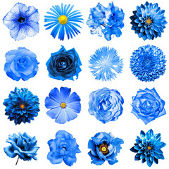 Mix collage of natural and surreal blue flowers 16 in 1: peony, dahlia, primula, aster, daisy,...