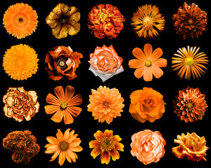 Mix collage of natural and surreal orange flowers 20 in 1: peony, dahlia, primula, aster, daisy, rose, gerbera, clove, chrysanthemum, cornflower, flax, pelargonium isolated on black