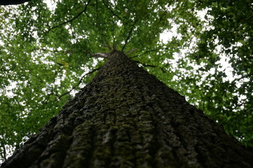 Liniearer Baum