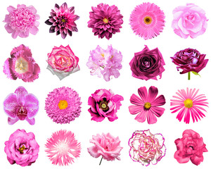 Collage of natural and surreal pink flowers 20 in 1: peony, dahlia, primula, aster, daisy, rose, gerbera, clove, chrysanthemum, cornflower, flax, pelargonium, marigold, tulip isolated on white