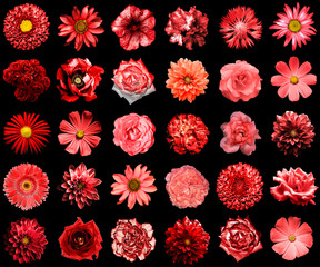 Mix collage of natural and surreal red flowers 30 in 1: peony, dahlia, primula, aster, daisy, rose, gerbera, clove, chrysanthemum, cornflower, flax, pelargonium isolated on black