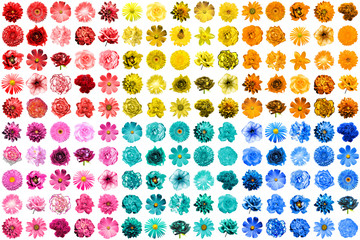 Mega pack of 150 in 1 natural and surreal blue, yellow, red, pink, turquoise and orange flowers...