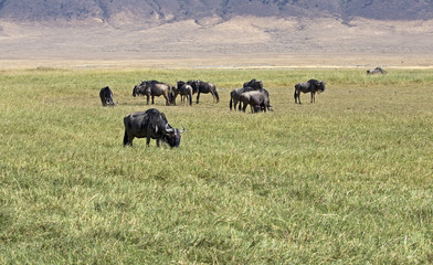 Beautiful gnus in Ngorongoro crater, Tanzania