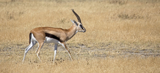 Thomson's gazelle in Ngorongoro crater, Tanzania