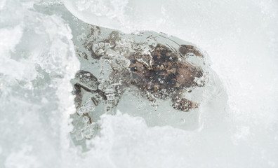 Frozen Frog