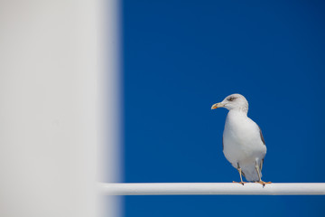 Möwe auf Stange