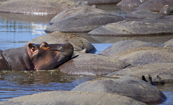 Hippo pool in Ngorongoro crater park, Tanzania