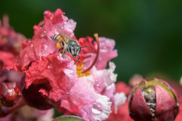macro photography of bee finds for sweet water from flowers