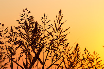 Plant on the background of a golden sunset