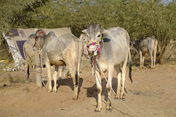 Obraz premium Nagaur Cattle Fair is a place for the locals to gather, buy and sell their cattle
