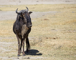Fototapeta premium Beautiful gnus in Ngorongoro crater, Tanzania
