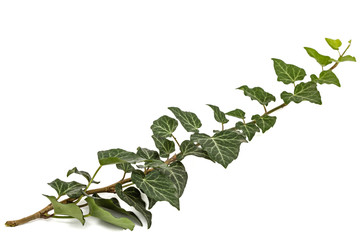 Green Ivy branch, isolated on white background