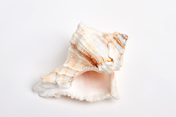 Close up of empty sea shell. Beautiful souvenir from vacation.