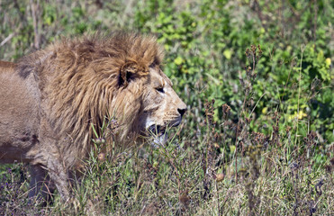 Male lion walking in Ngorongoro crater, Tanzania