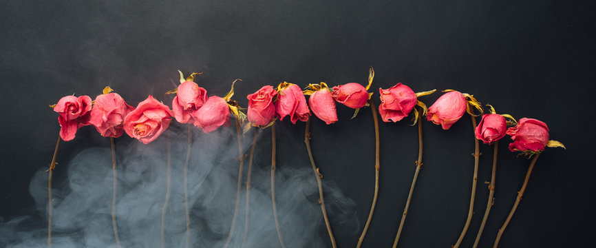 Fototapeta goth style dry roses, black background with smoke