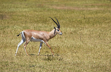 Grant gazelle taken in Ngorongoro crater, Tanzania