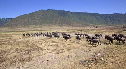 The gnus migration in Tanzania