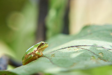 アマガエル　葉っぱ