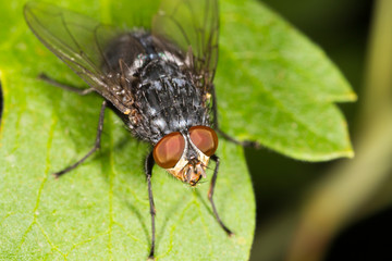 Portrait of a fly in nature.