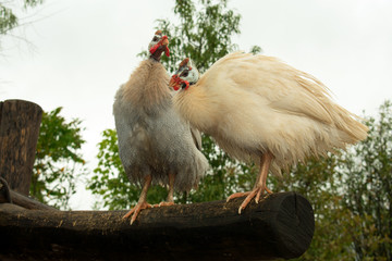 Two white helmeted guineafowls