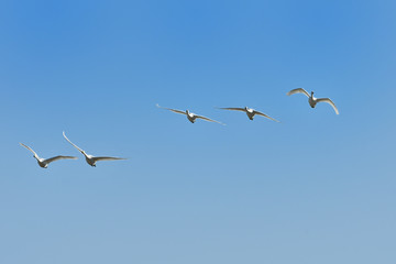 白鳥の群れ