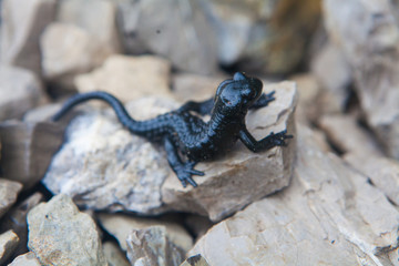 Alpensalamander am Wegesrand