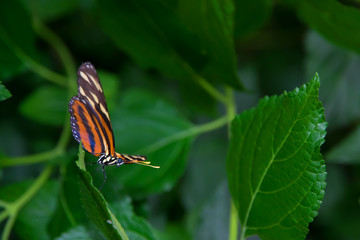 Fototapeta na wymiar Tiger longwing butterfly standing on a leaf, ready for take-off.