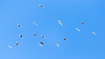 A flock of pigeons on a blue sky