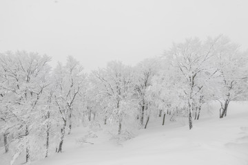 Tree covered with snow  on winter storm day in  forest mountains .