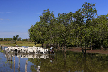 Fazenda de gado