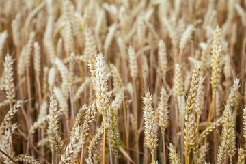 Wheat field. Ears of wheat close up. Background of ripening ears of meadow wheat field. Rich harvest concept.