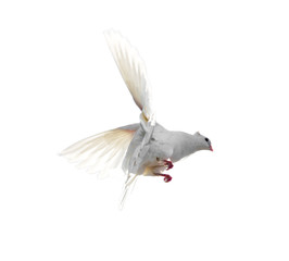 White dove in flight isolated on white background