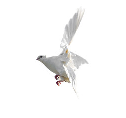 White dove in flight isolated on white background