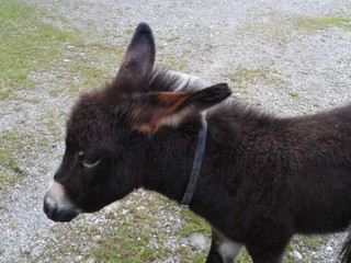 Esel im Allgäu in Bayern