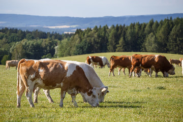 Herd of cows and calves grazing on a green meadow. Farm animals