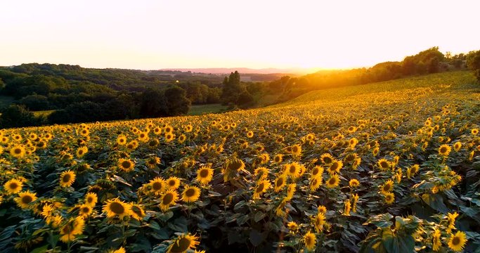 champs de tournesol avec coucher de soleil france