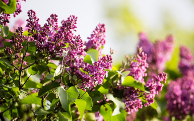 Obraz premium Beautiful lilac flowers in the nature