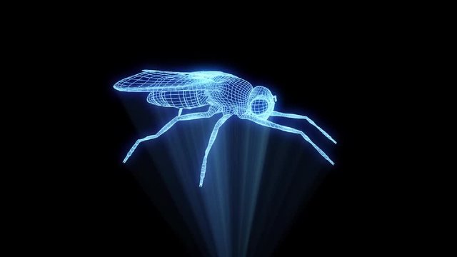 Fly in Hologram Wireframe Style. Nice 3D Rendering
