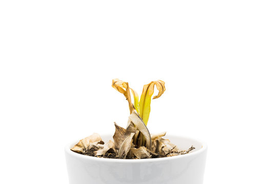 Close-up dry fern in white vase