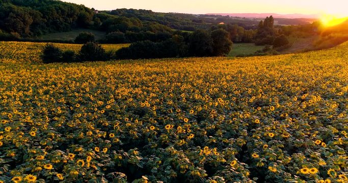 champs de tournesol avec coucher de soleil france