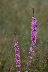 Blutweiderich mit Schmetterlingen
